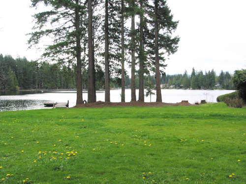 Pine Lake yard